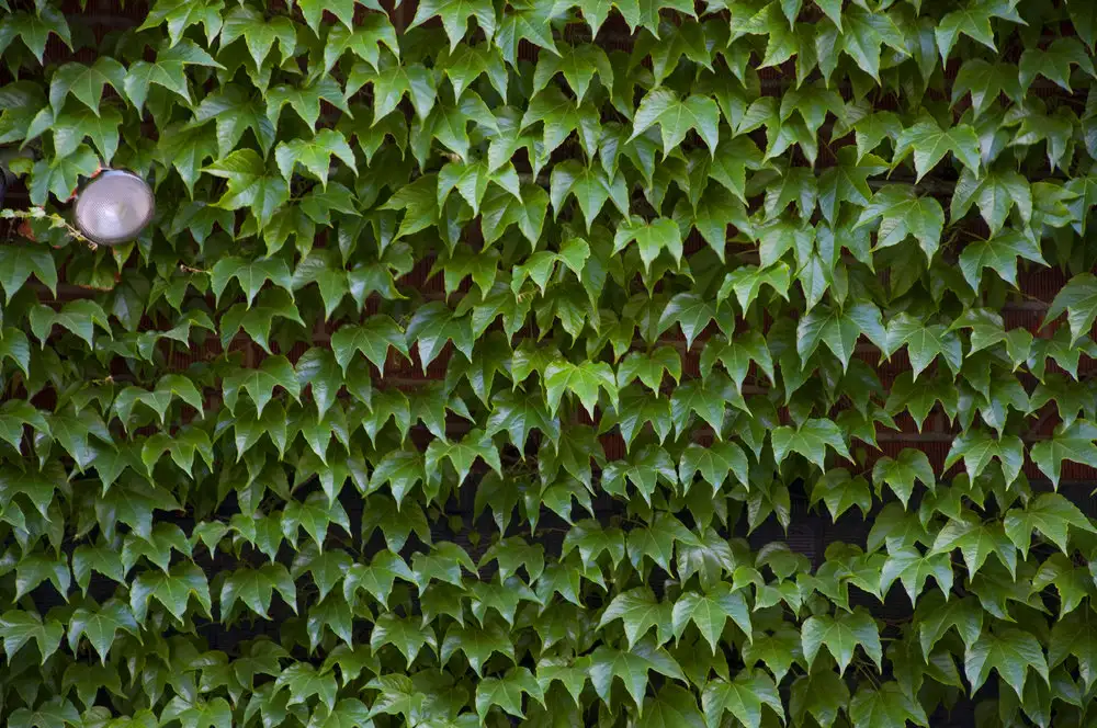 The Colors of NYC leaves image