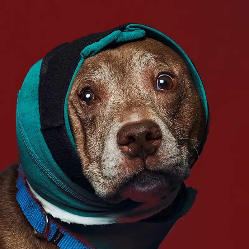 Austin Humane Society // Loyal Retargeting Ads