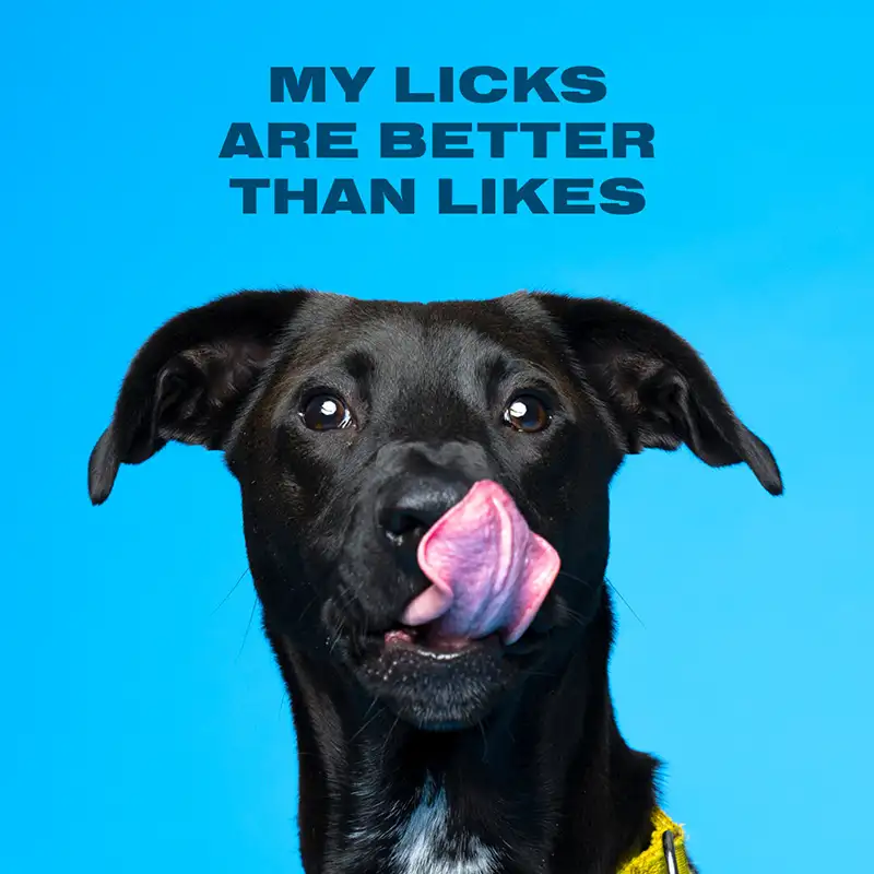 Austin Humane Society Web Companions dog Jameson ad